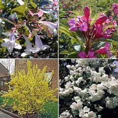 Hedge, flowering 'Julie'
